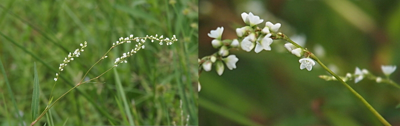 [Two photos spliced into one. On the left are several thin branches of this plant extend from lower left to upper right. There are no leaves on the stems, but each stem has at least a dozen tiny white flowers. On the right is close view of the flowers with one tiny five-petal bloom fully in focus. There are at least seven white pistils in the center of the bloom.]